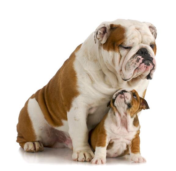 Read more about the article How can you identify weight problems with your dog?