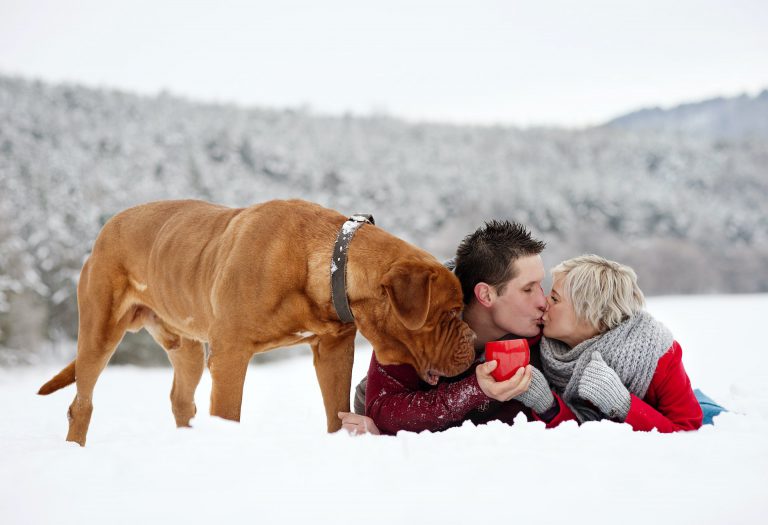 Read more about the article Traveling with your dog in the cold weather