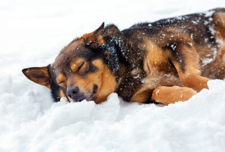 Read more about the article Fun in the snow with your dog